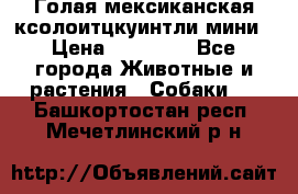 Голая мексиканская ксолоитцкуинтли мини › Цена ­ 20 000 - Все города Животные и растения » Собаки   . Башкортостан респ.,Мечетлинский р-н